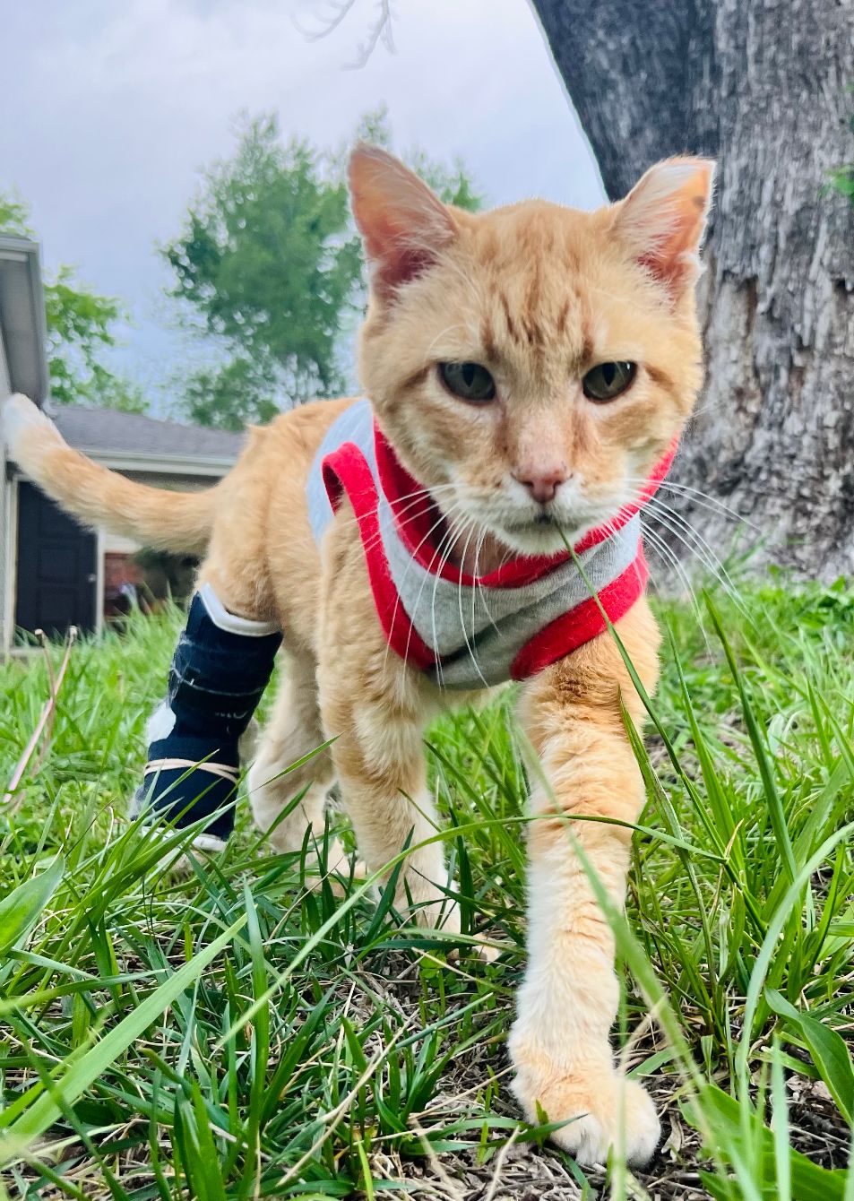 About the I need to check with my cat campaign on Bonfire 2