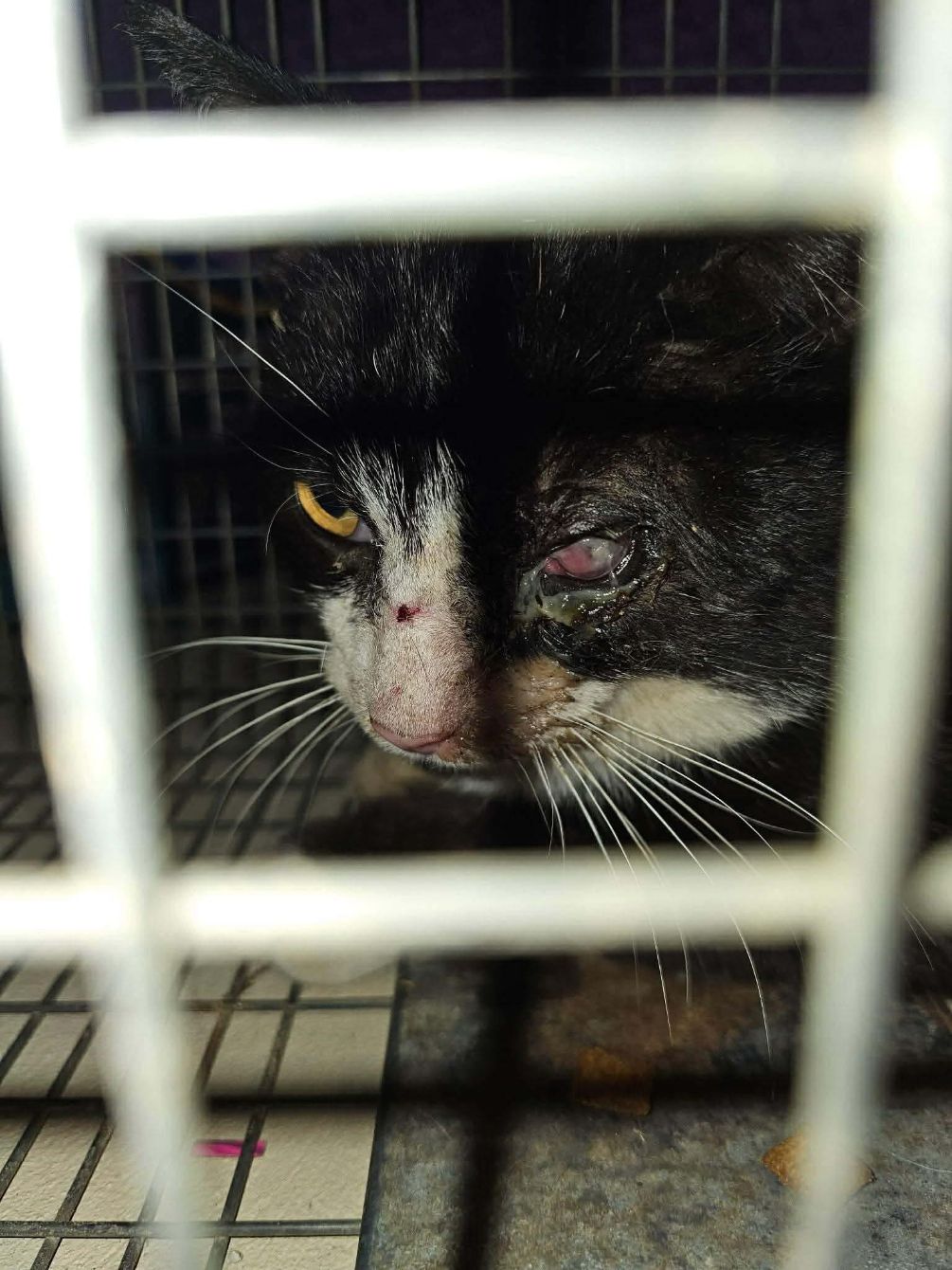 About the Medical help for community cats campaign on Bonfire 5