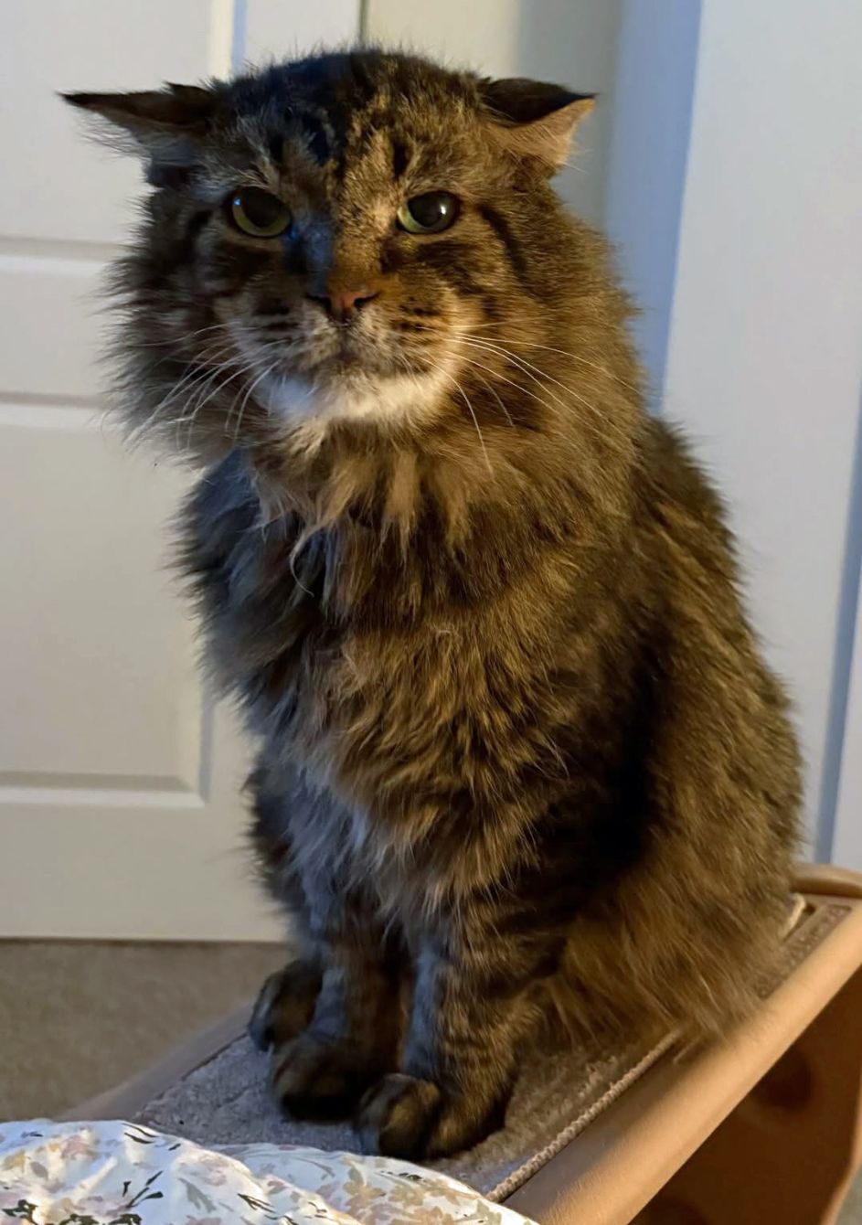 About the Medical help for community cats campaign on Bonfire 3