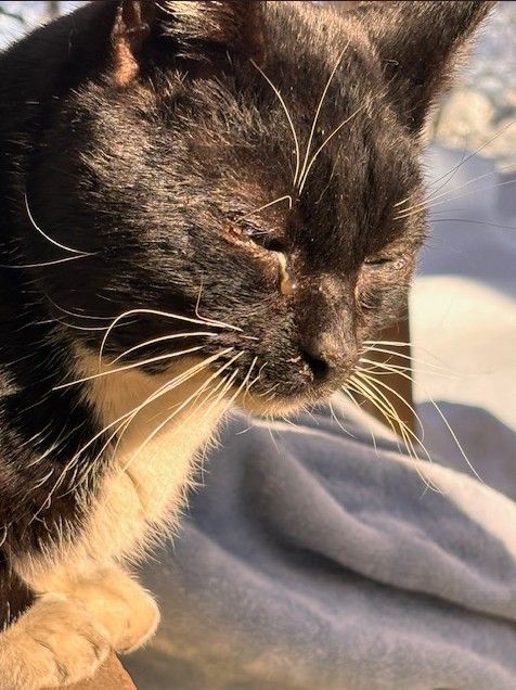 About the Medical help for community cats campaign on Bonfire 6