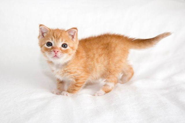 About the Leo's Roll campaign on Bonfire 2