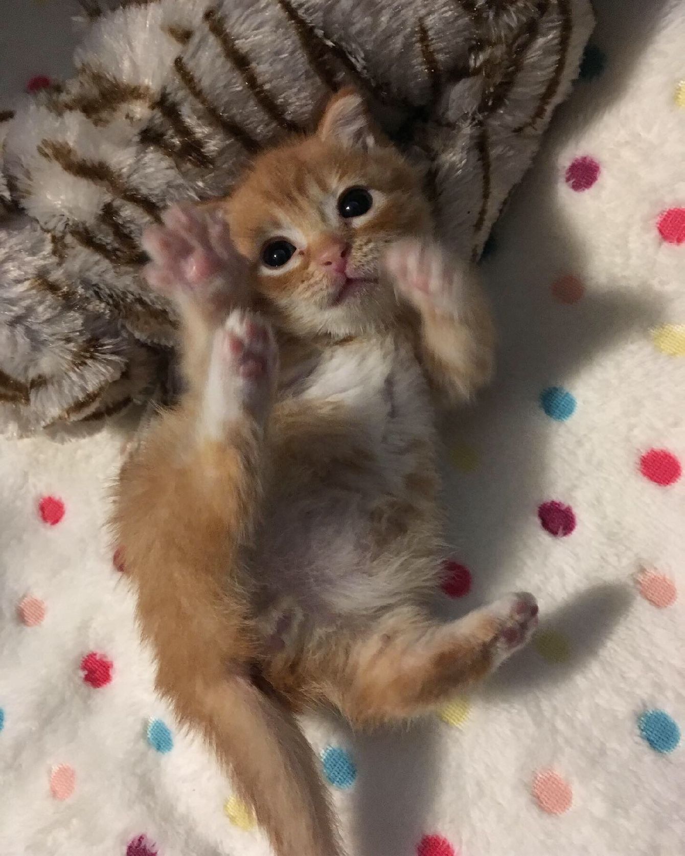 About the Leo's Roll campaign on Bonfire 3