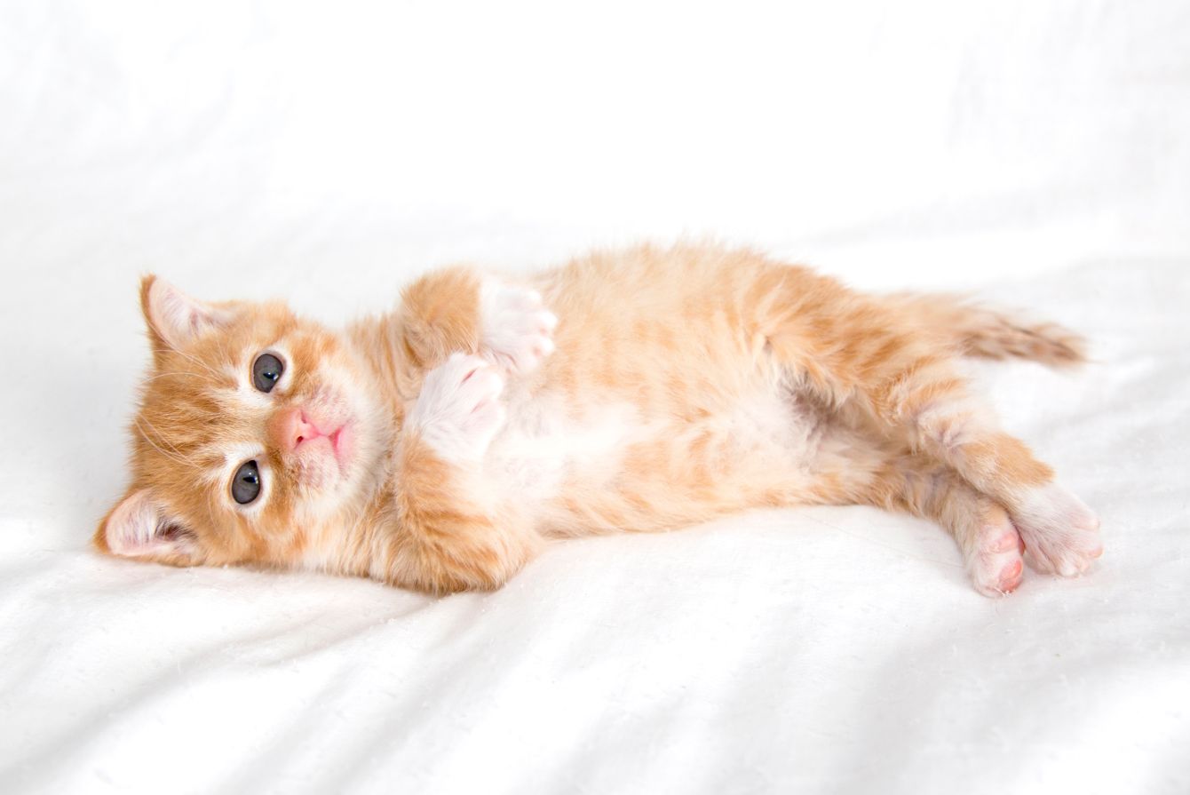 About the Leo's Roll campaign on Bonfire 4