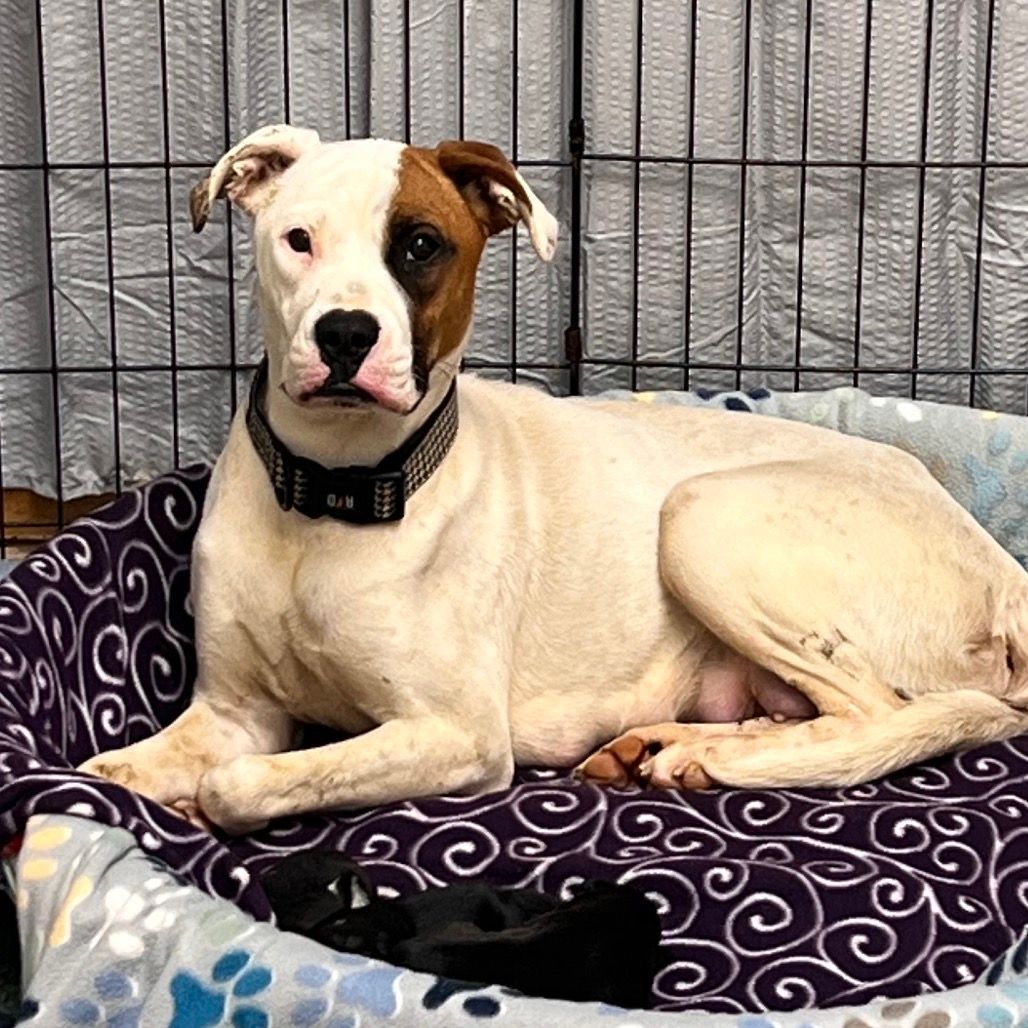 About the For the Mamma's campaign on Bonfire 2