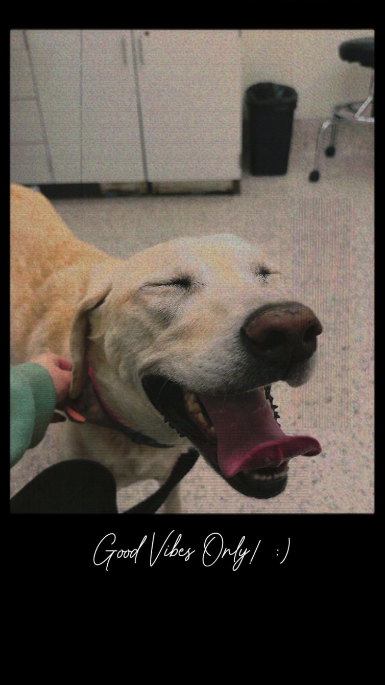 About the Lily?s Happy Taps Against Lymphoma&nbsp; campaign on Bonfire 2