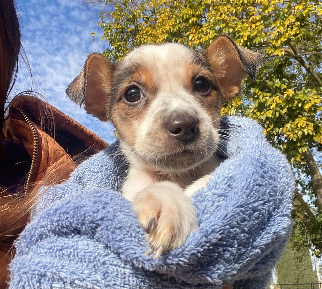 About the Huckleberry Tees campaign on Bonfire 2