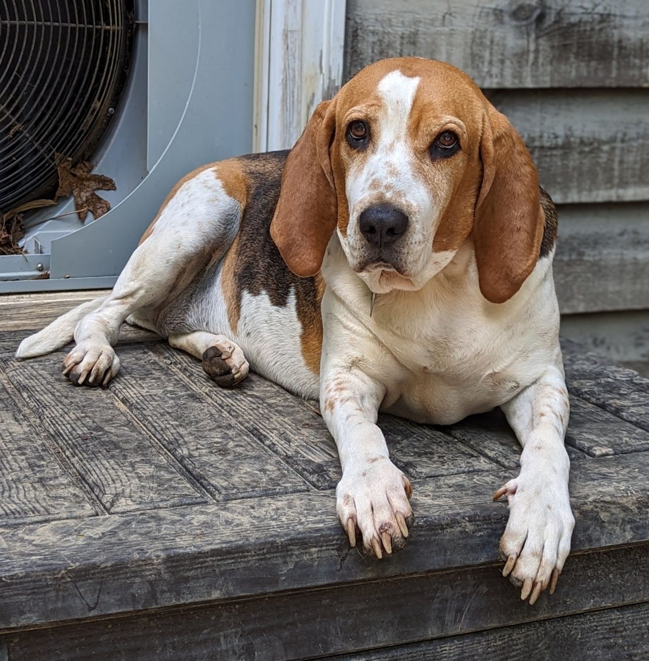 About the  campaign on Bonfire 4