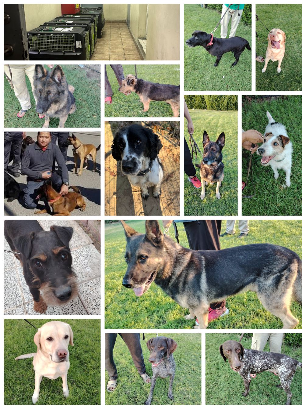 About the Helping Dogs! campaign on Bonfire 4