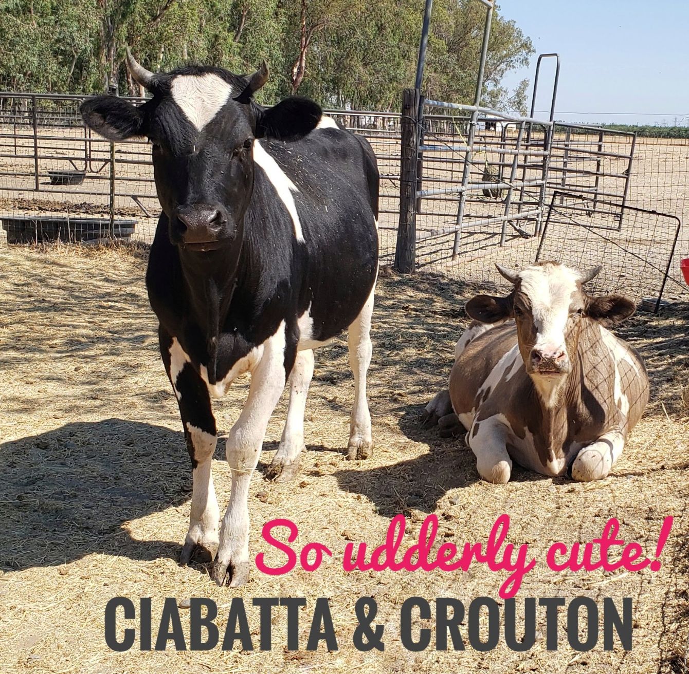 About the You look MOOvelous! campaign on Bonfire 1