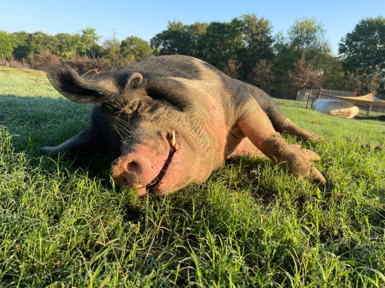 About the MPFL FreeFrancis campaign on Bonfire 2