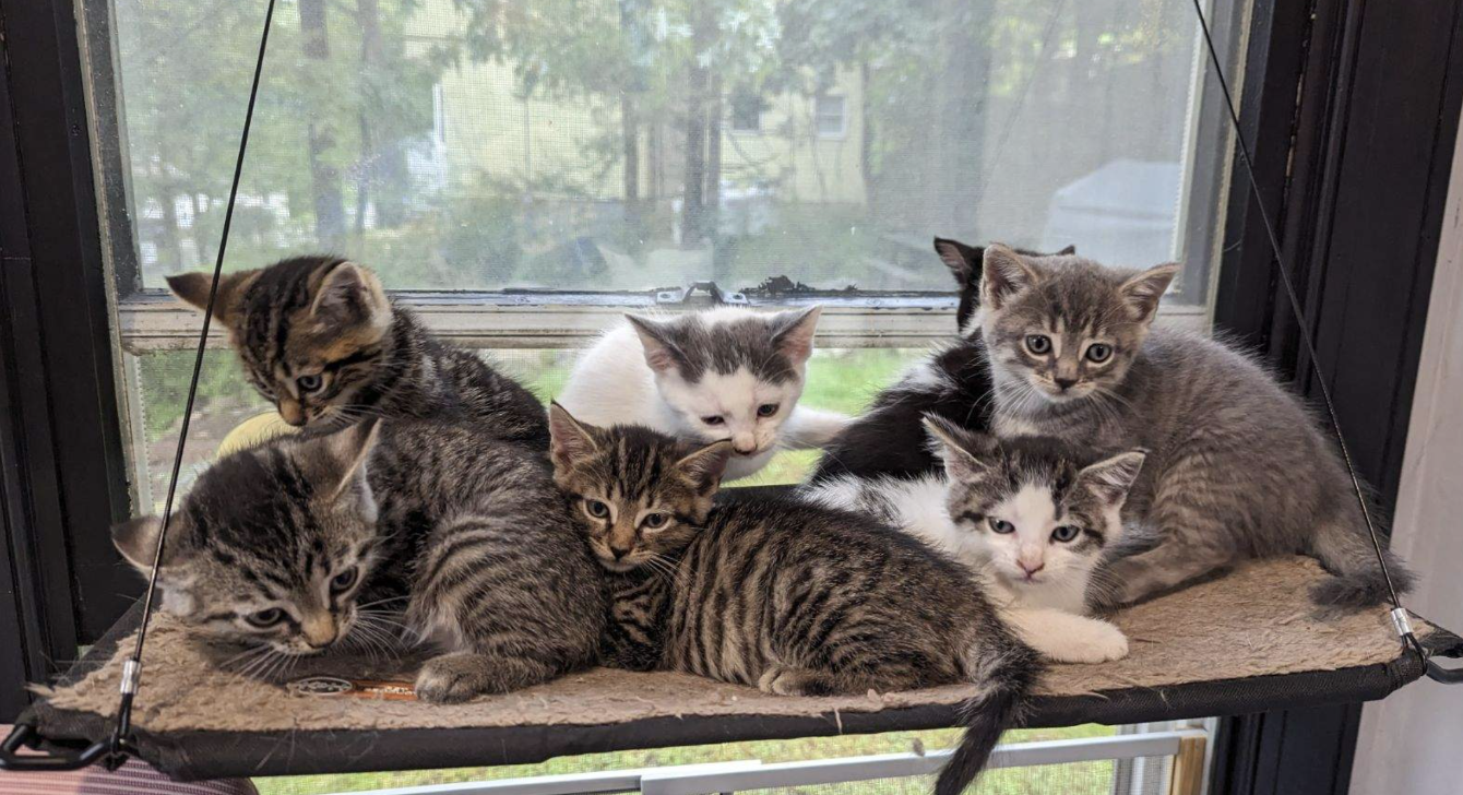 About the Cat Crew Rescue Fall Campaign campaign on Bonfire 2