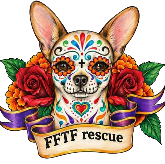 About the Dia de la Chihuahua campaign on Bonfire 2