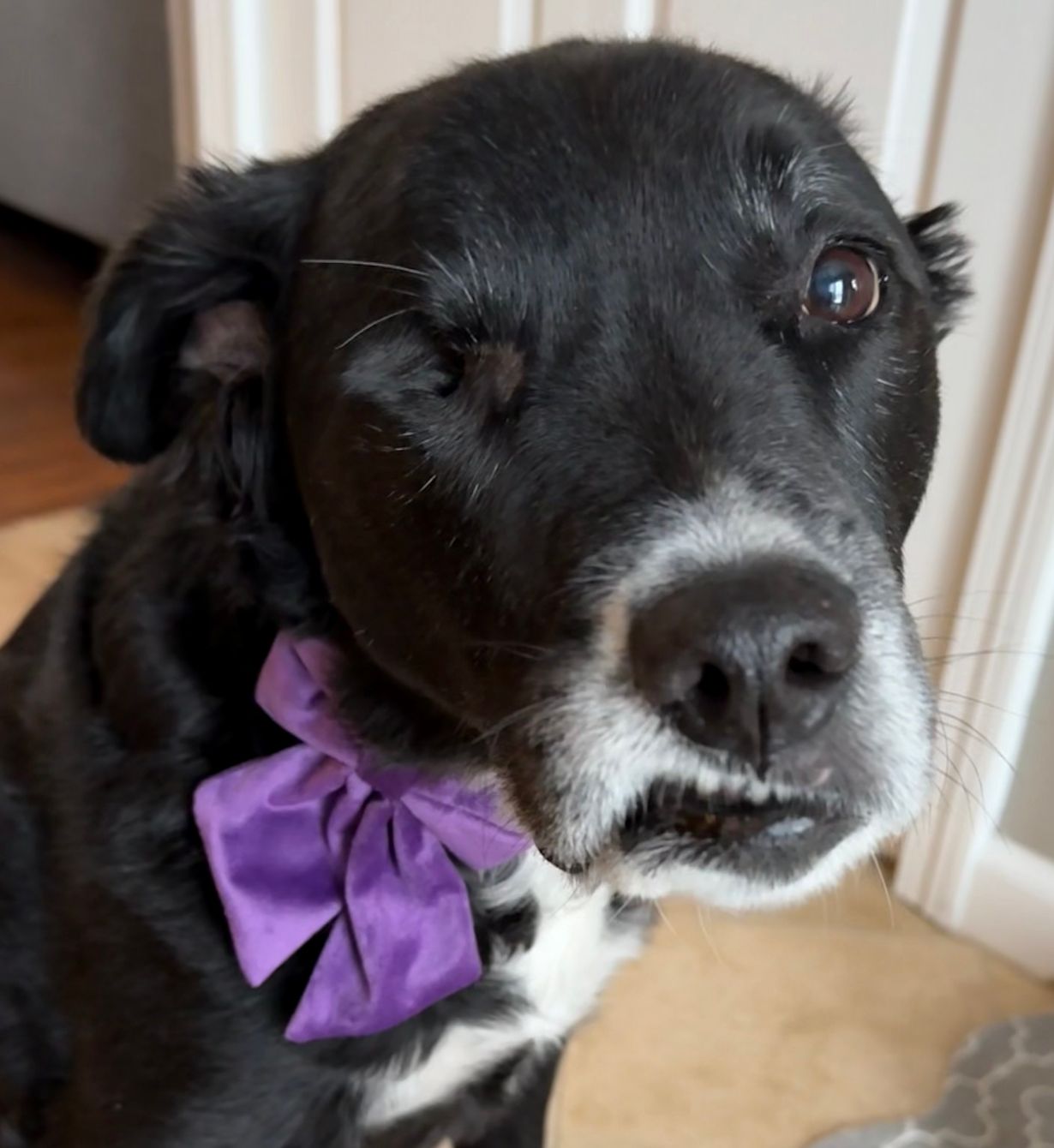 About the Pups In Purple campaign on Bonfire 4