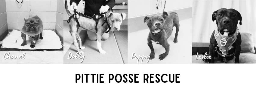 About the Don't Bully My Breed | Pittie Posse Merch campaign on Bonfire 2