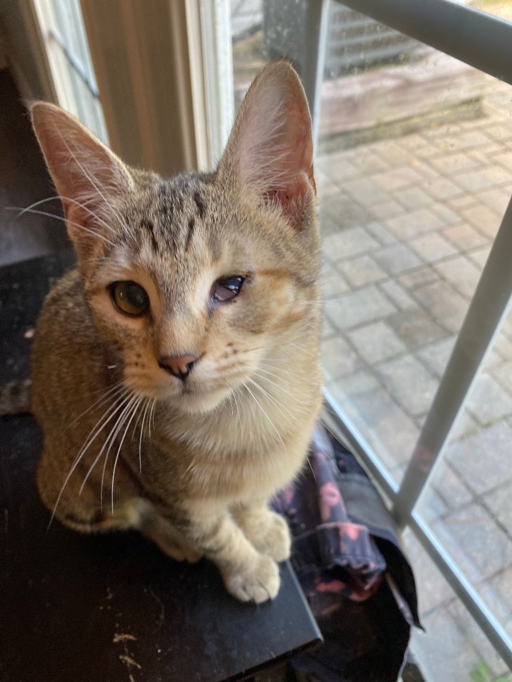 About the Feline Fur-iend campaign on Bonfire 2