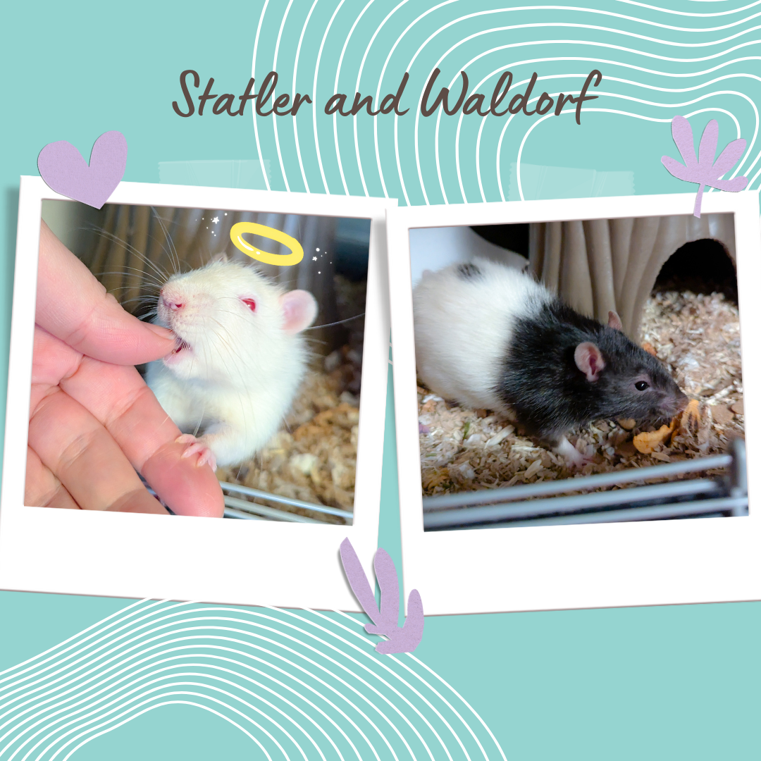 About the Statler and Waldorf Doodle campaign on Bonfire 2