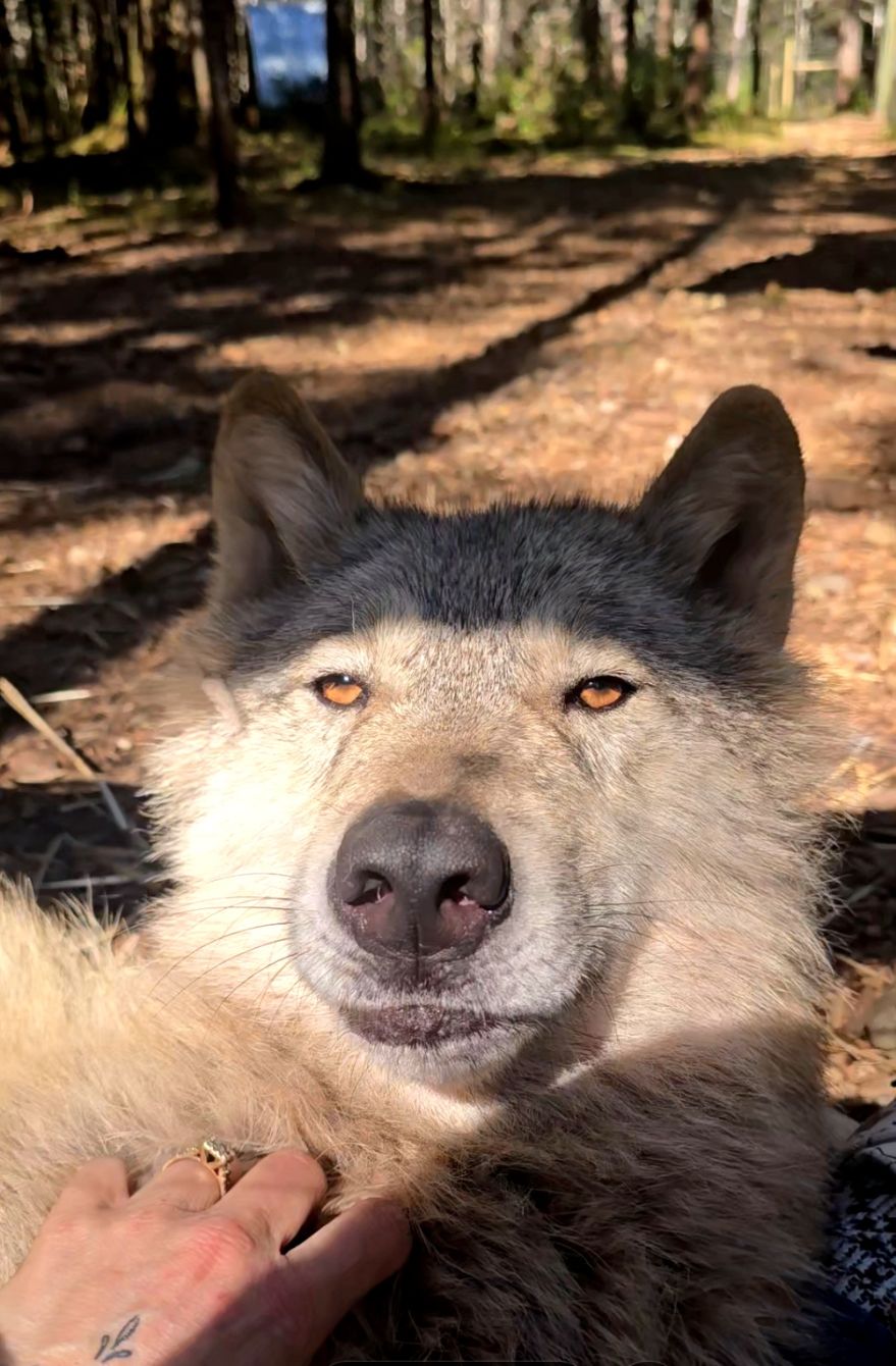 About the Protect and Love&nbsp; campaign on Bonfire 2