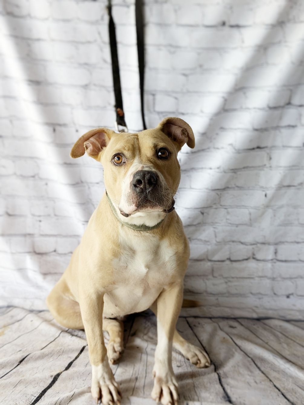 About the Notorious D.O.G. Dog Rescue (classic logo) campaign on Bonfire 2