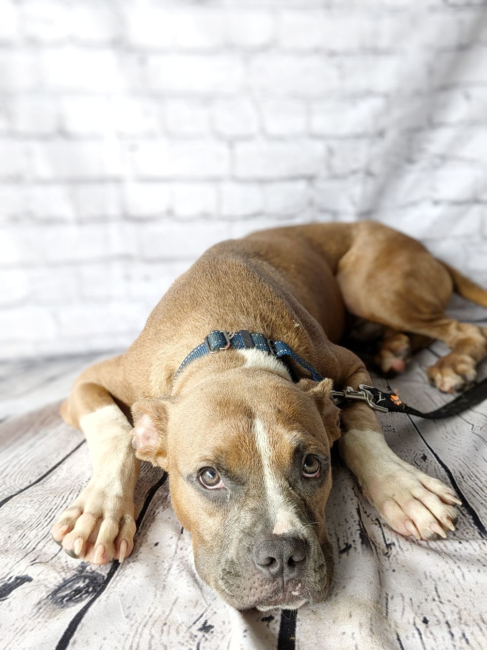 About the Notorious D.O.G. Dog Rescue (classic logo) campaign on Bonfire 3