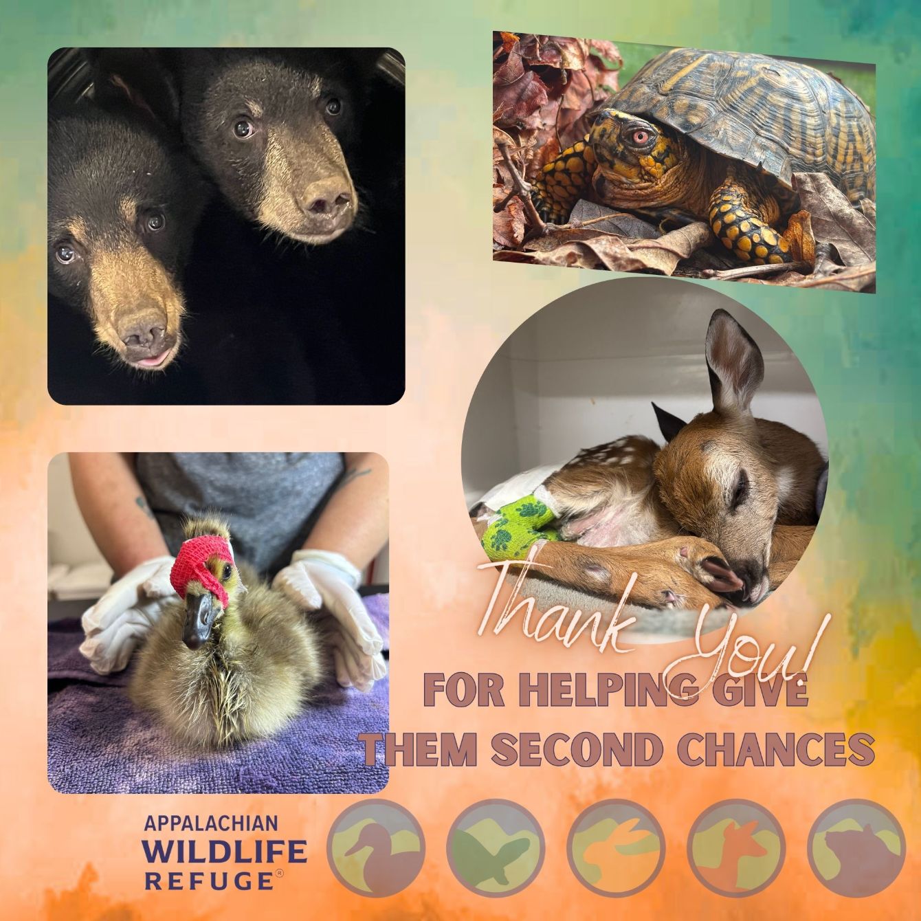 About the Wild Holidays campaign on Bonfire 2