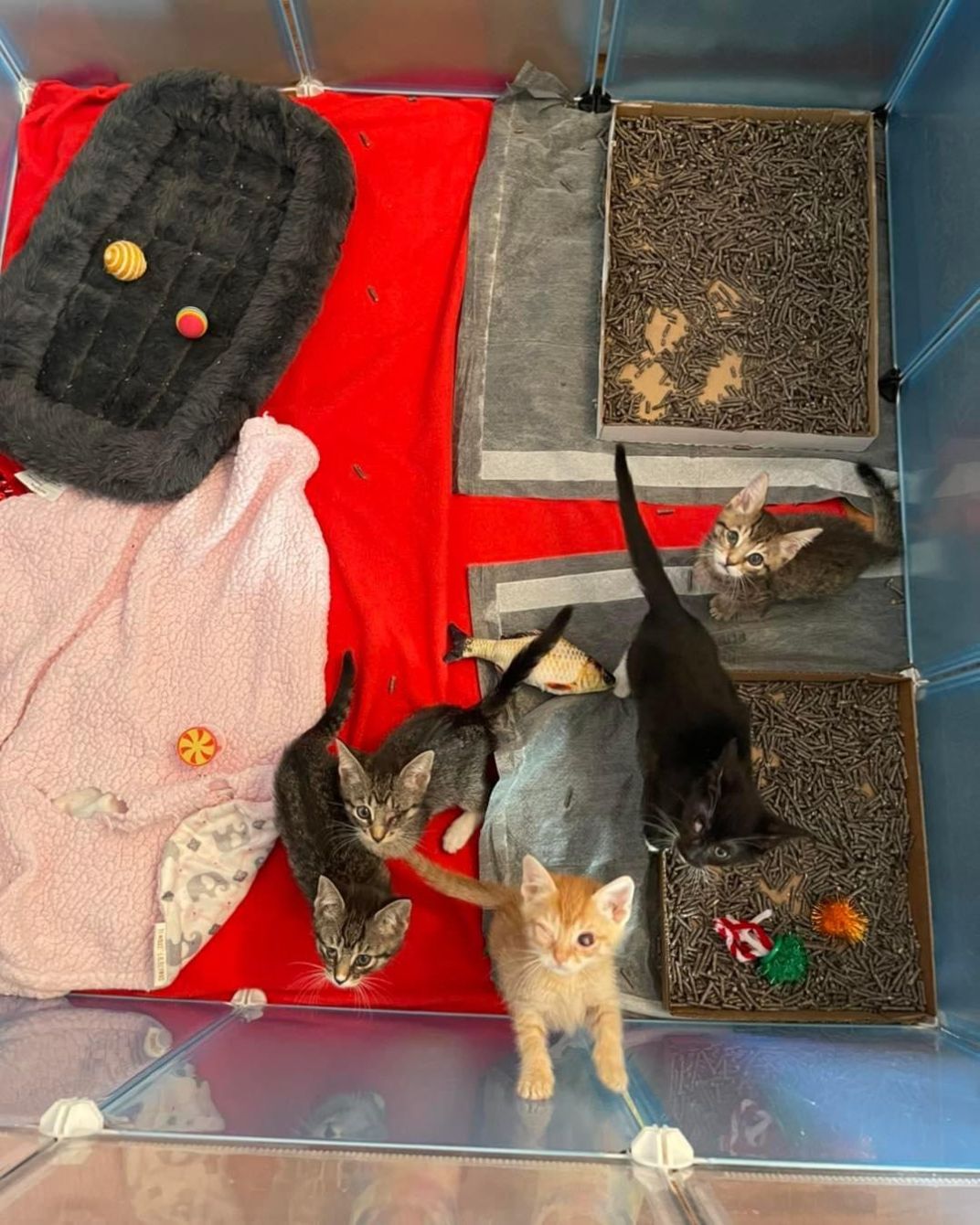 About the HUMP DAY TNR campaign on Bonfire 2