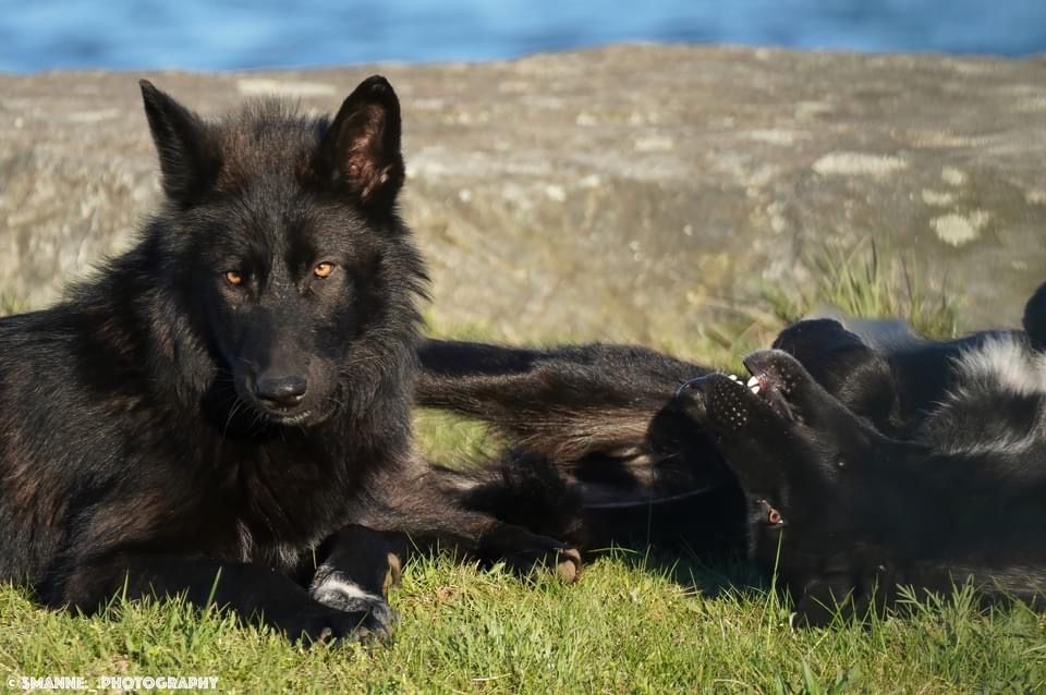 Rare Wolfdog Black Phase Wolfdog Wolf Hybrid Gray Wolf