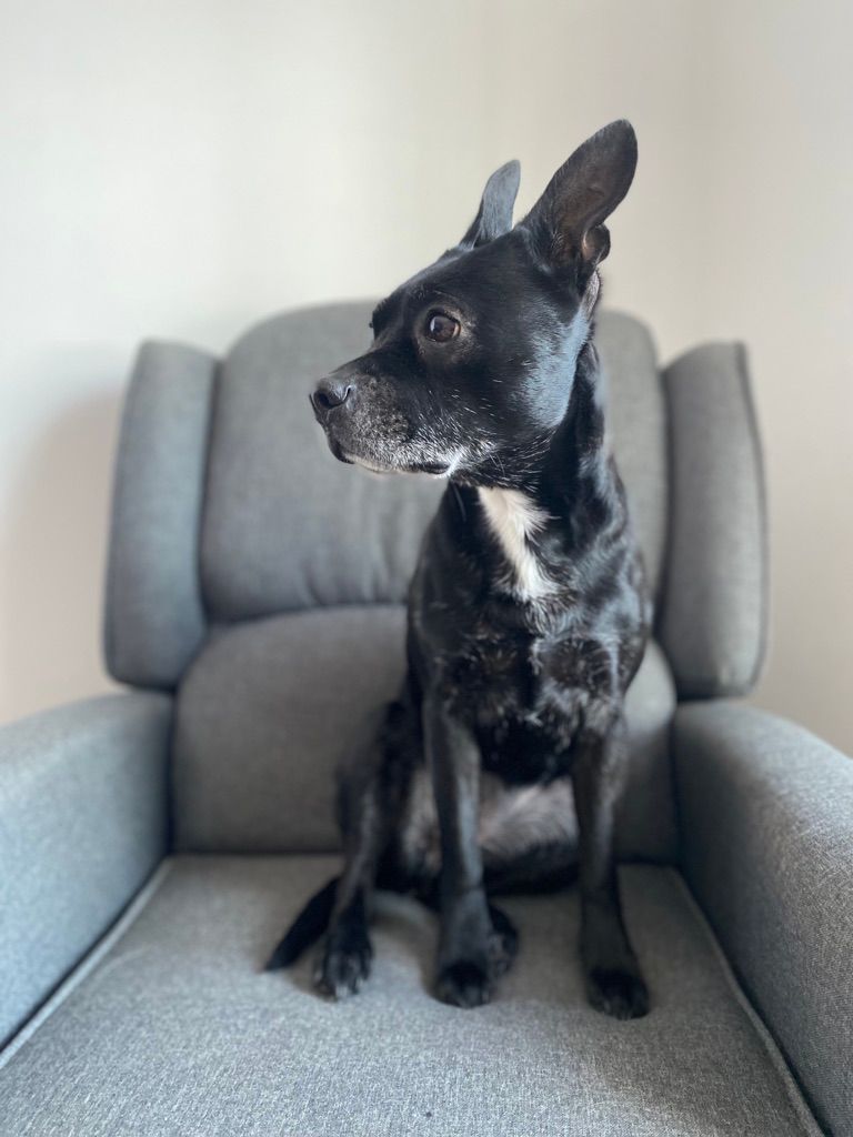 About the Surgery For Xena campaign on Bonfire 2