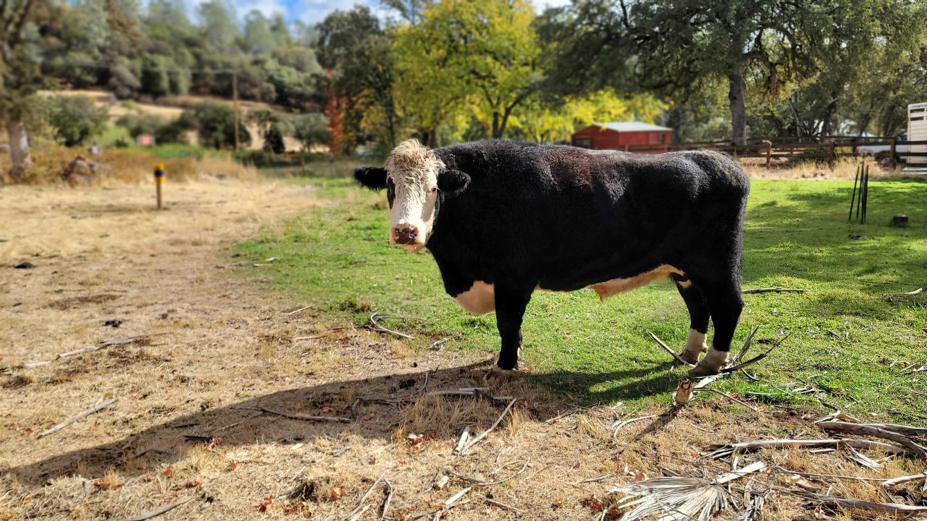 About the Panda Bob Memorial Apparel campaign on Bonfire 1