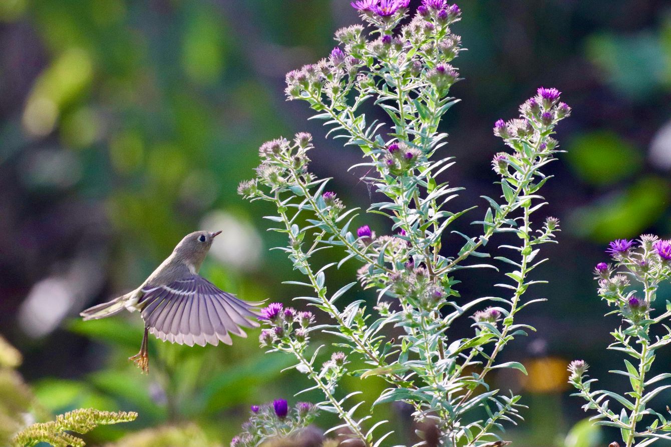 About the  campaign on Bonfire 2