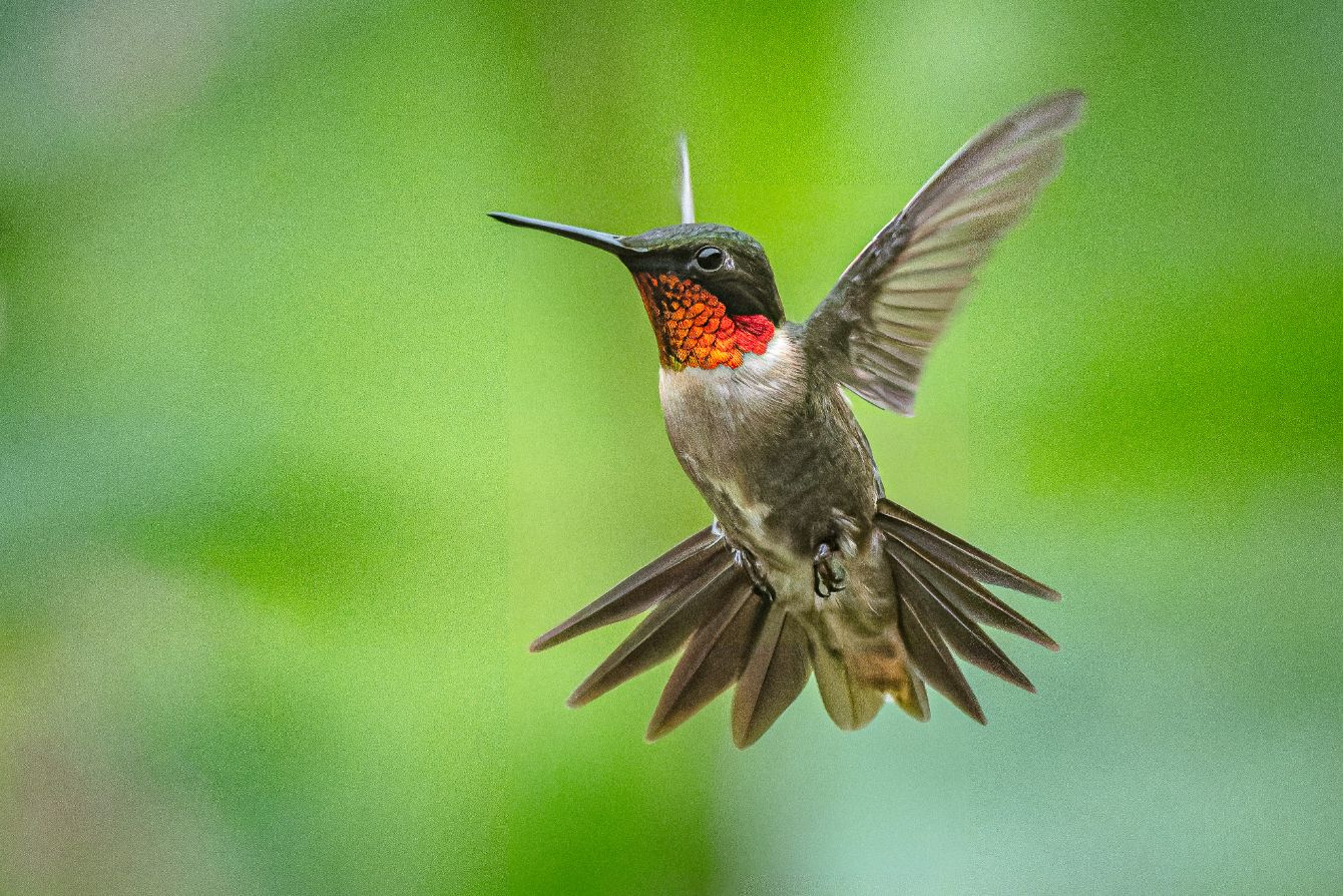 About the Help Hummingbirds, One Shirt at a Time! campaign on Bonfire 3