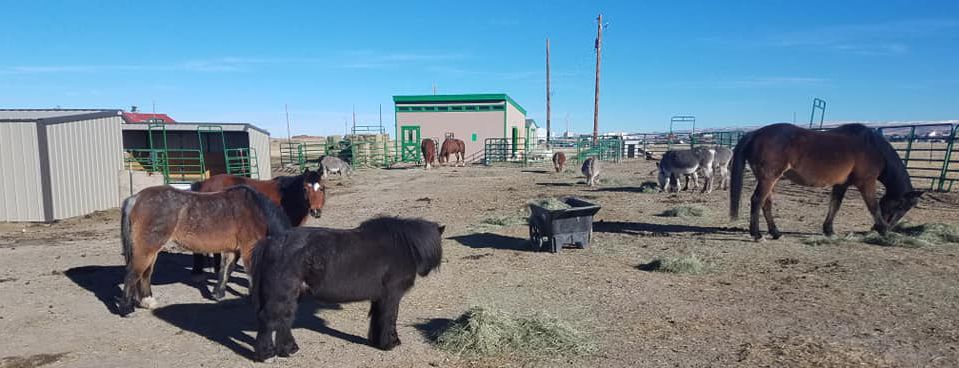 About the Home on The Range Animal Haven campaign on Bonfire 2