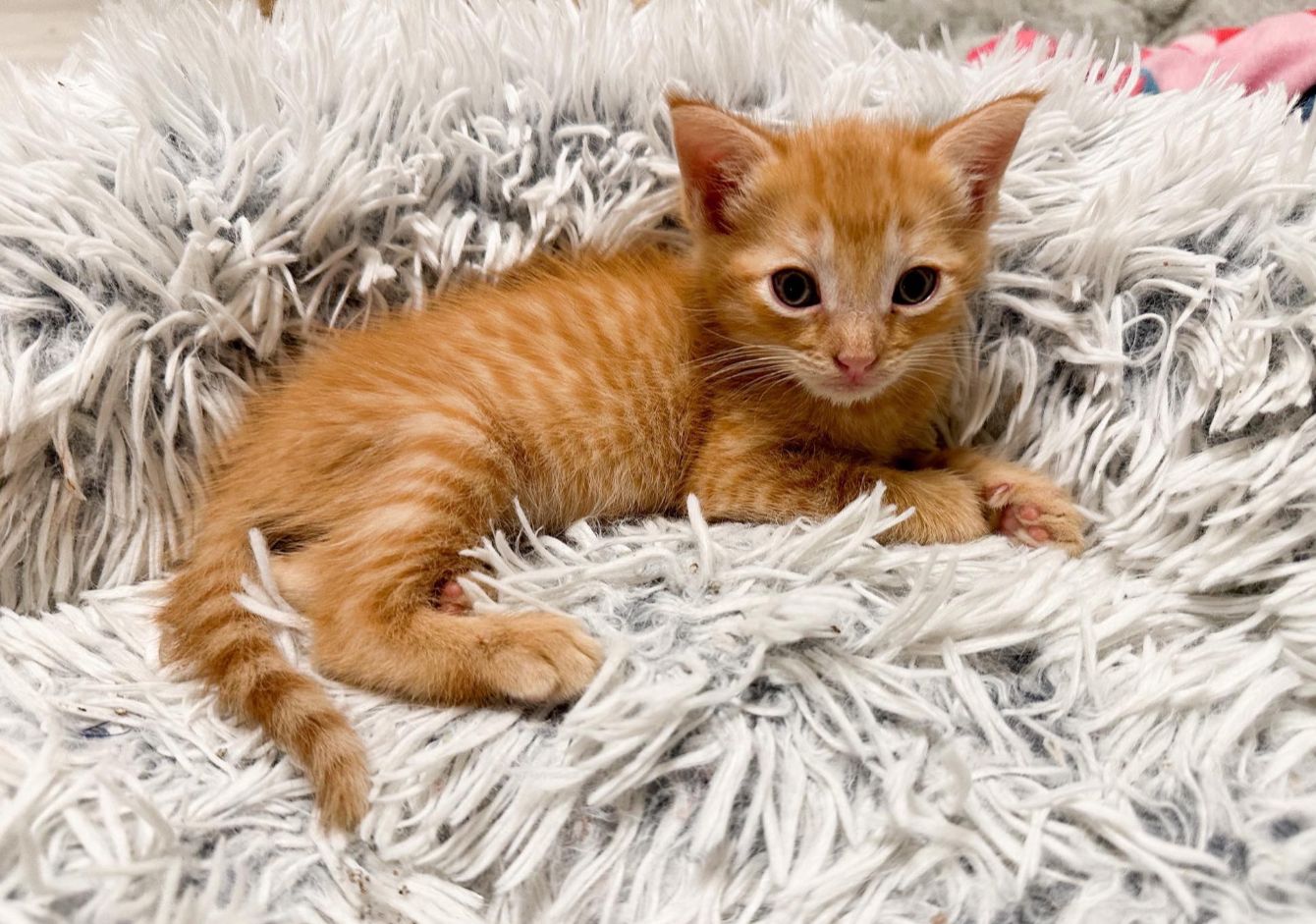 About the Nature's Pallet campaign on Bonfire 2