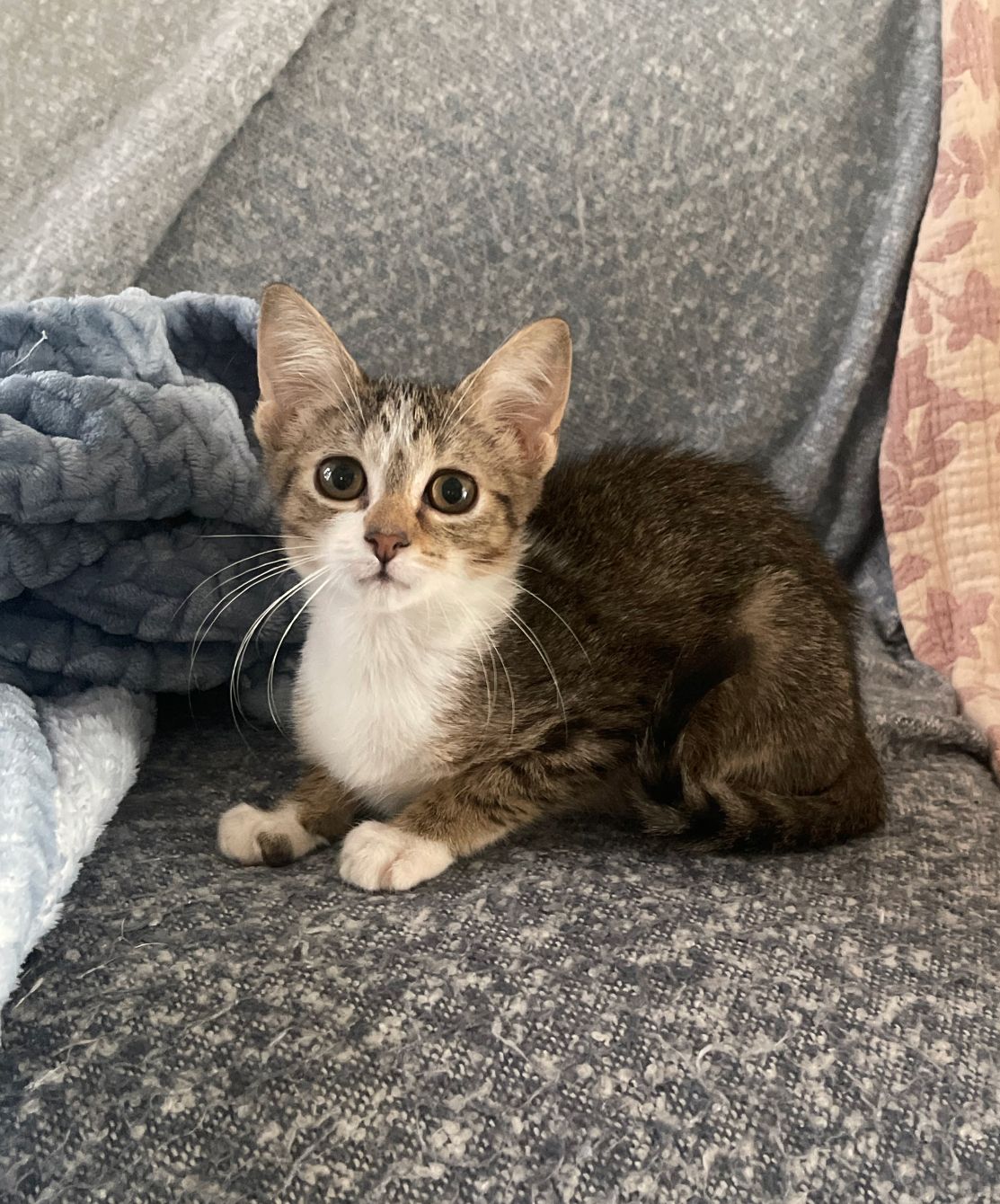 About the Nature's Pallet campaign on Bonfire 6