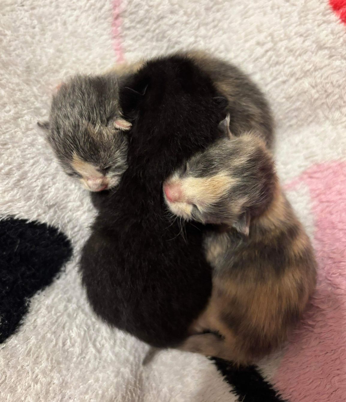 About the Nature's Pallet campaign on Bonfire 7