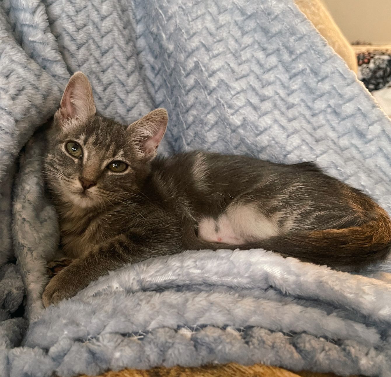 About the Nature's Pallet campaign on Bonfire 5