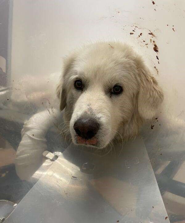 About the TGPR Halloween Fundraiser! campaign on Bonfire 2