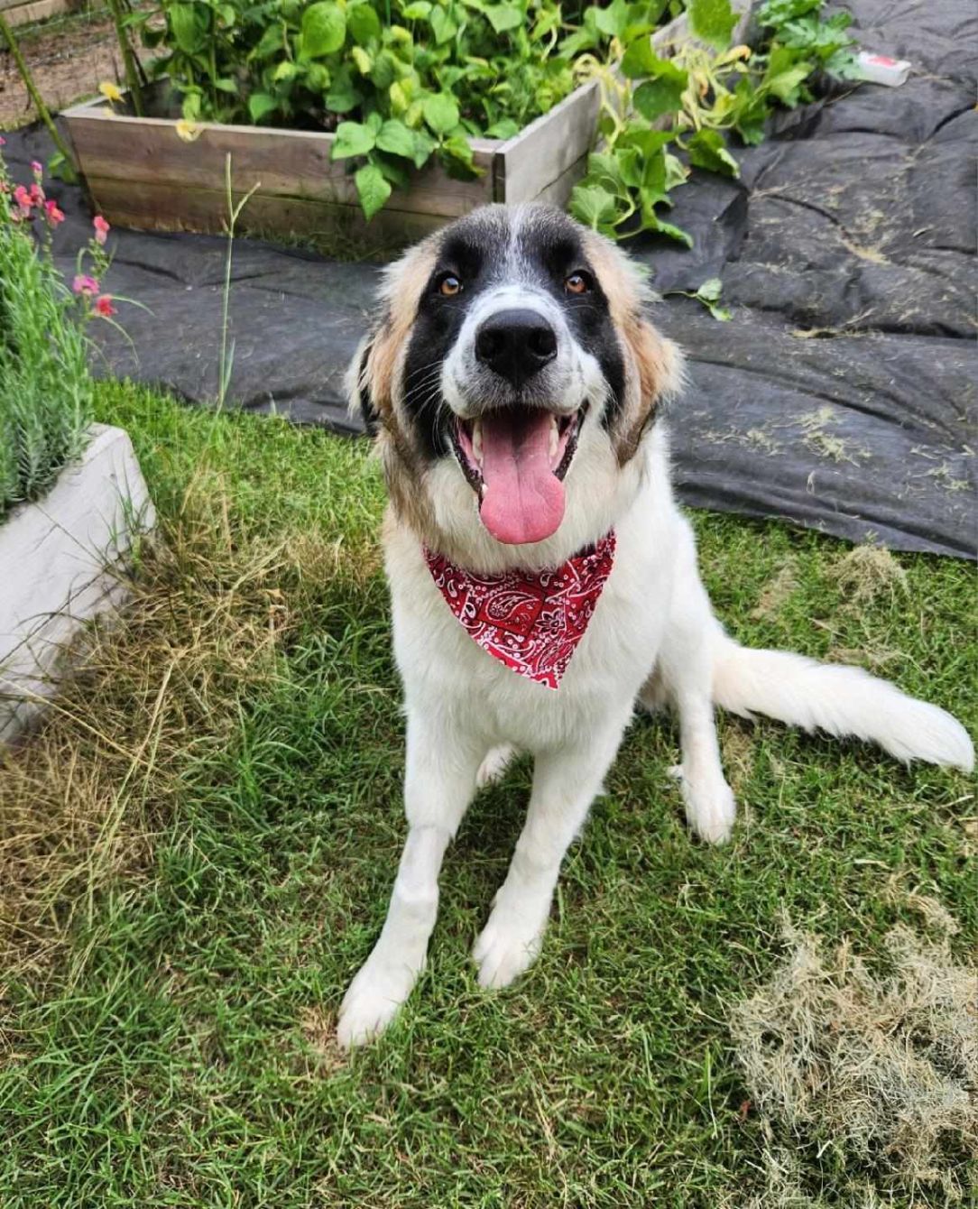 About the TGPR Halloween Fundraiser! campaign on Bonfire 5