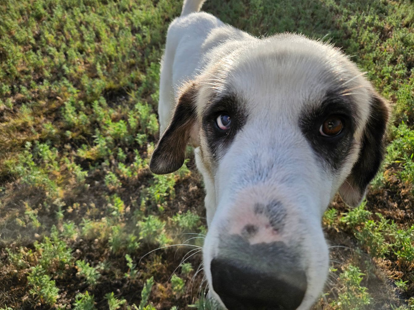 About the TGPR Halloween Fundraiser! campaign on Bonfire 4