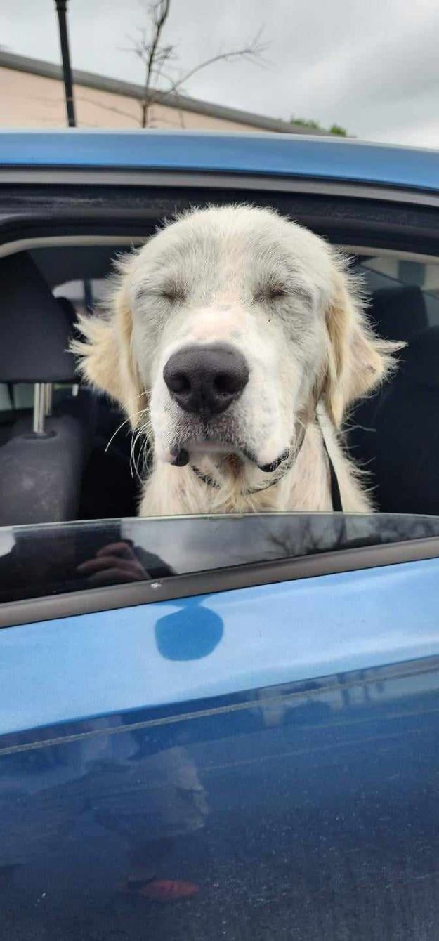 About the TGPR Halloween Fundraiser! campaign on Bonfire 7