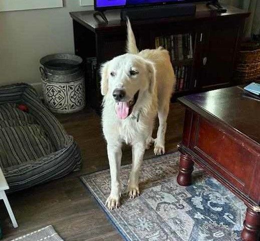 About the TGPR Halloween Fundraiser! campaign on Bonfire 6