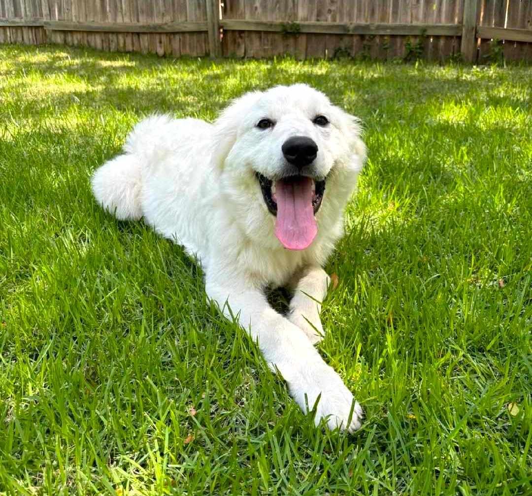 About the TGPR Halloween Fundraiser! campaign on Bonfire 3