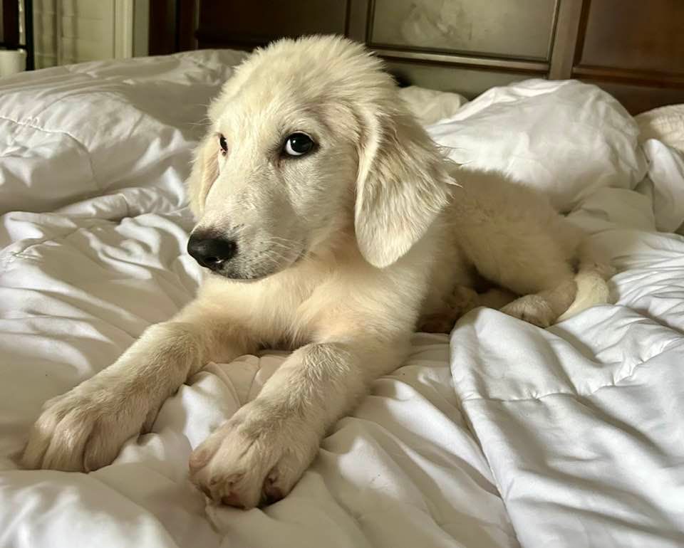 About the TGPR Halloween Fundraiser! campaign on Bonfire 8