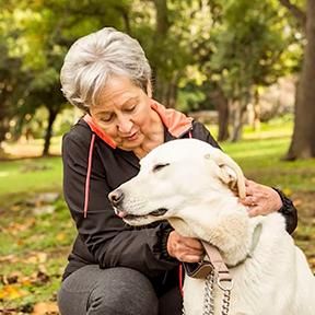 About the Keeping dogs in their home campaign on Bonfire 3