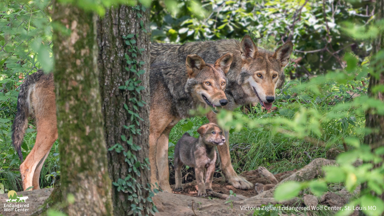 About the Wolf Awareness Week campaign on Bonfire 2