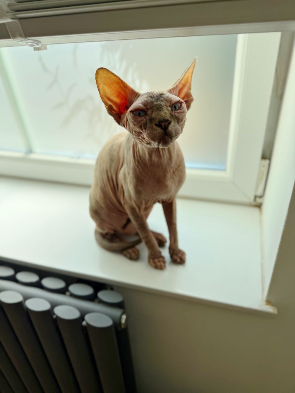 About the The Maple tee campaign on Bonfire 4