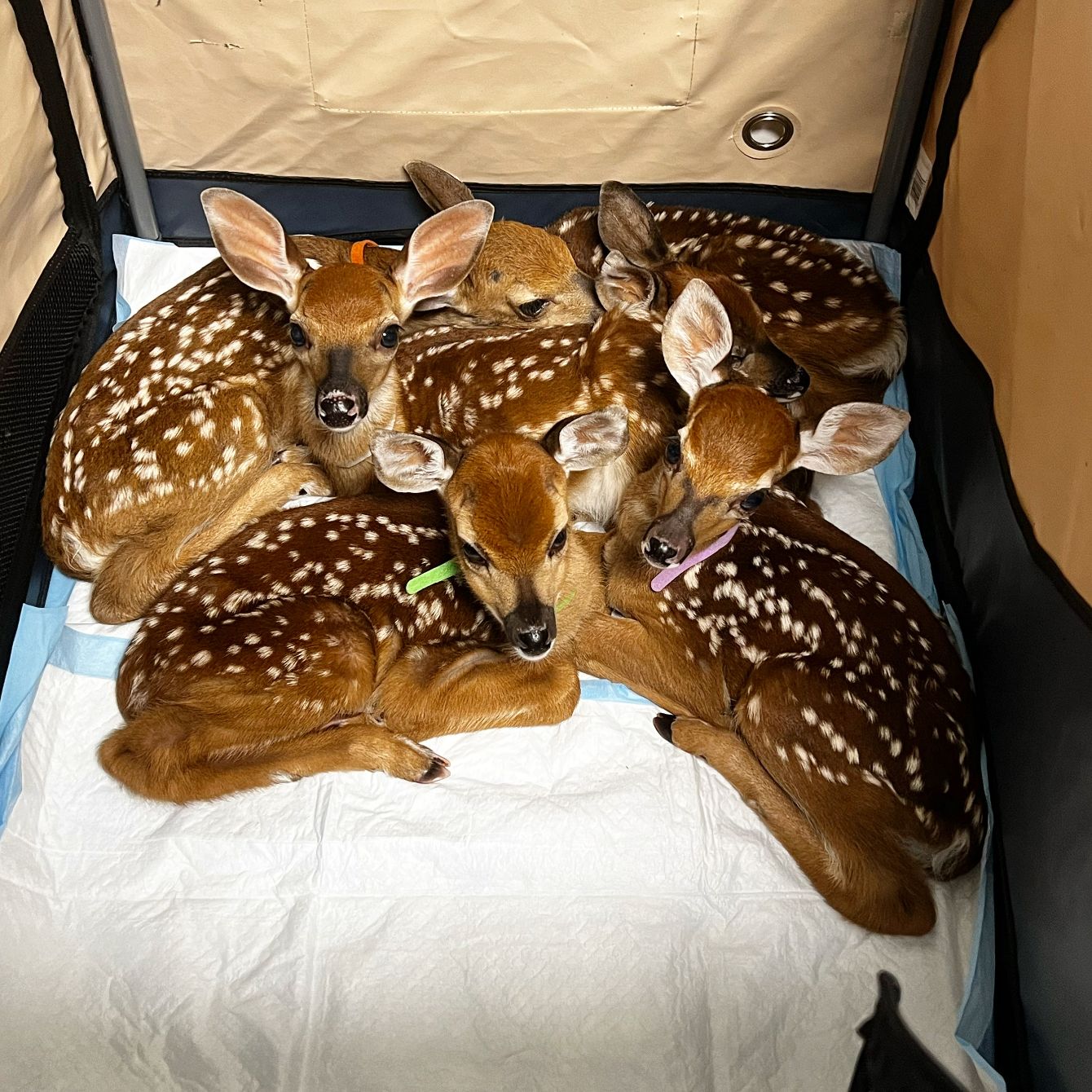 About the Edith Allen Wildlife Sanctuary campaign on Bonfire 2