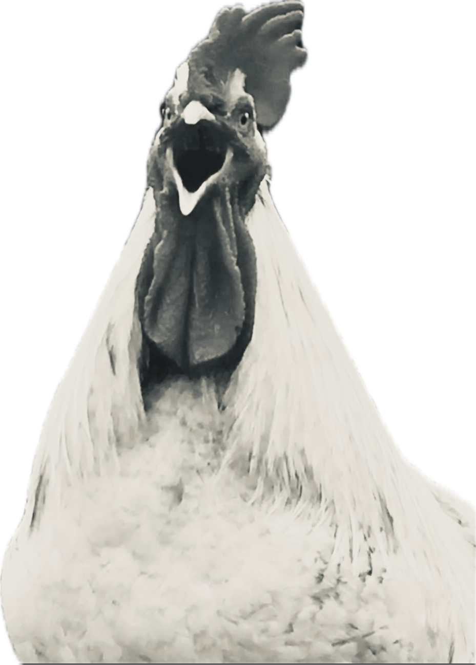 About the Love Trans People Out Loud! campaign on Bonfire 2