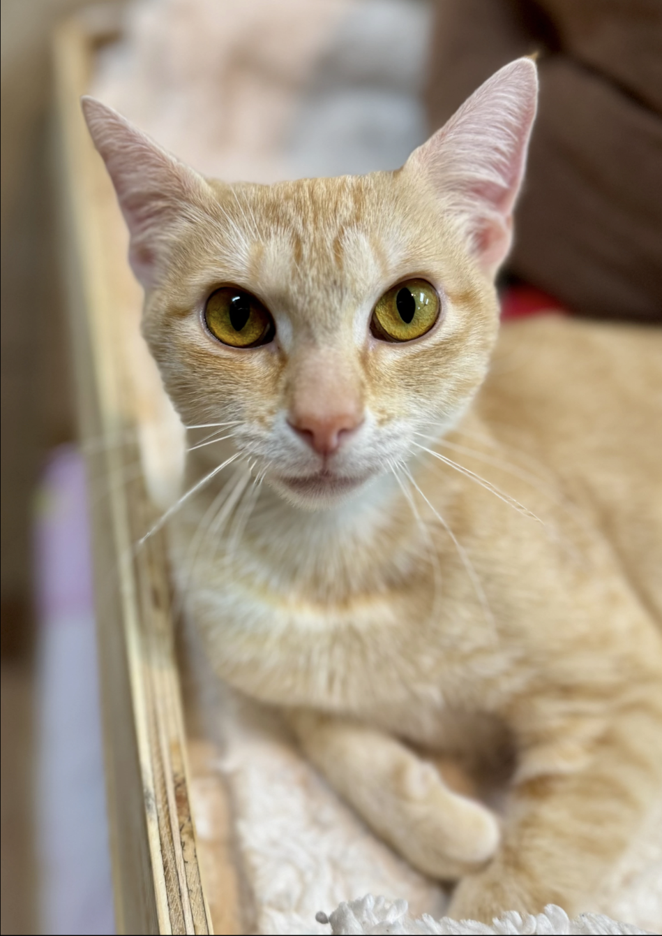 About the  campaign on Bonfire 2