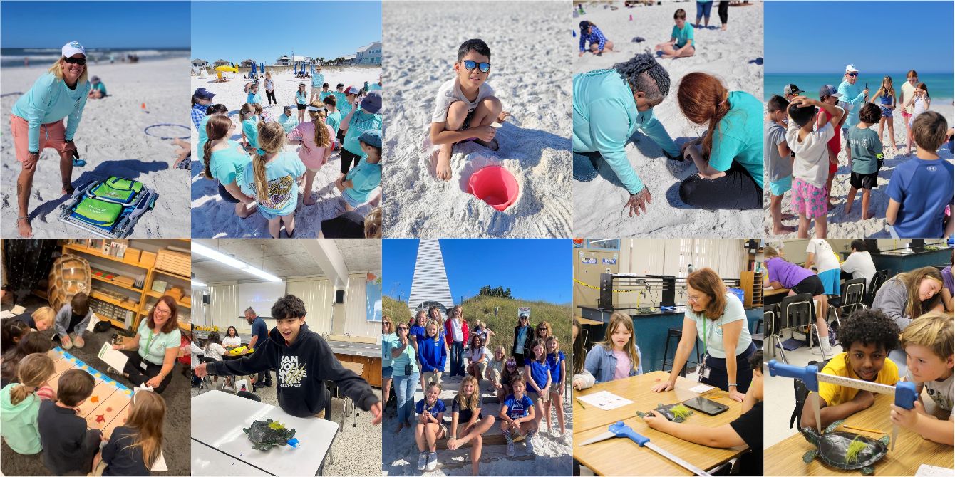 About the Protect Our Sea Turtles #CleanDarkFlat campaign on Bonfire 3