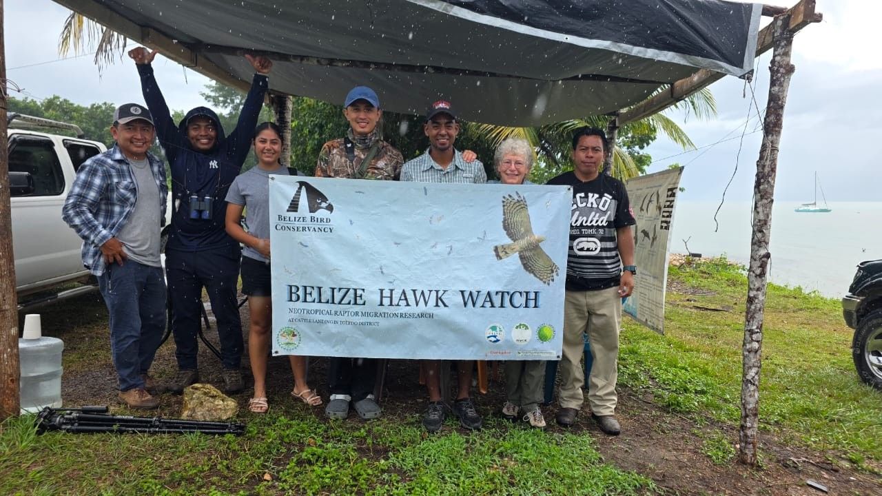 About the Belize Hawk Watch 2025 campaign on Bonfire 10